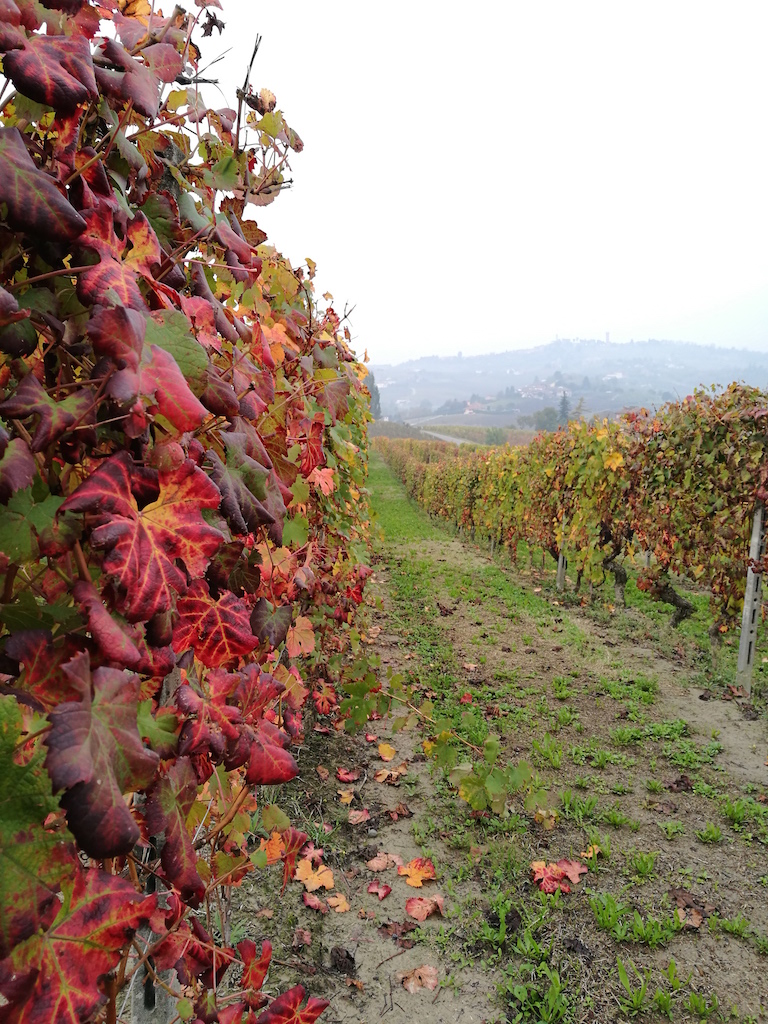 12. brachetto vineyards