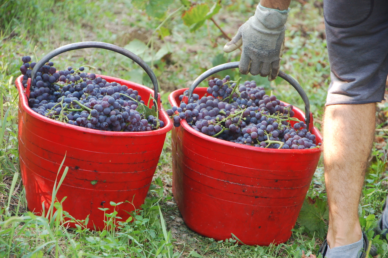 15. Brachetto grape baskets