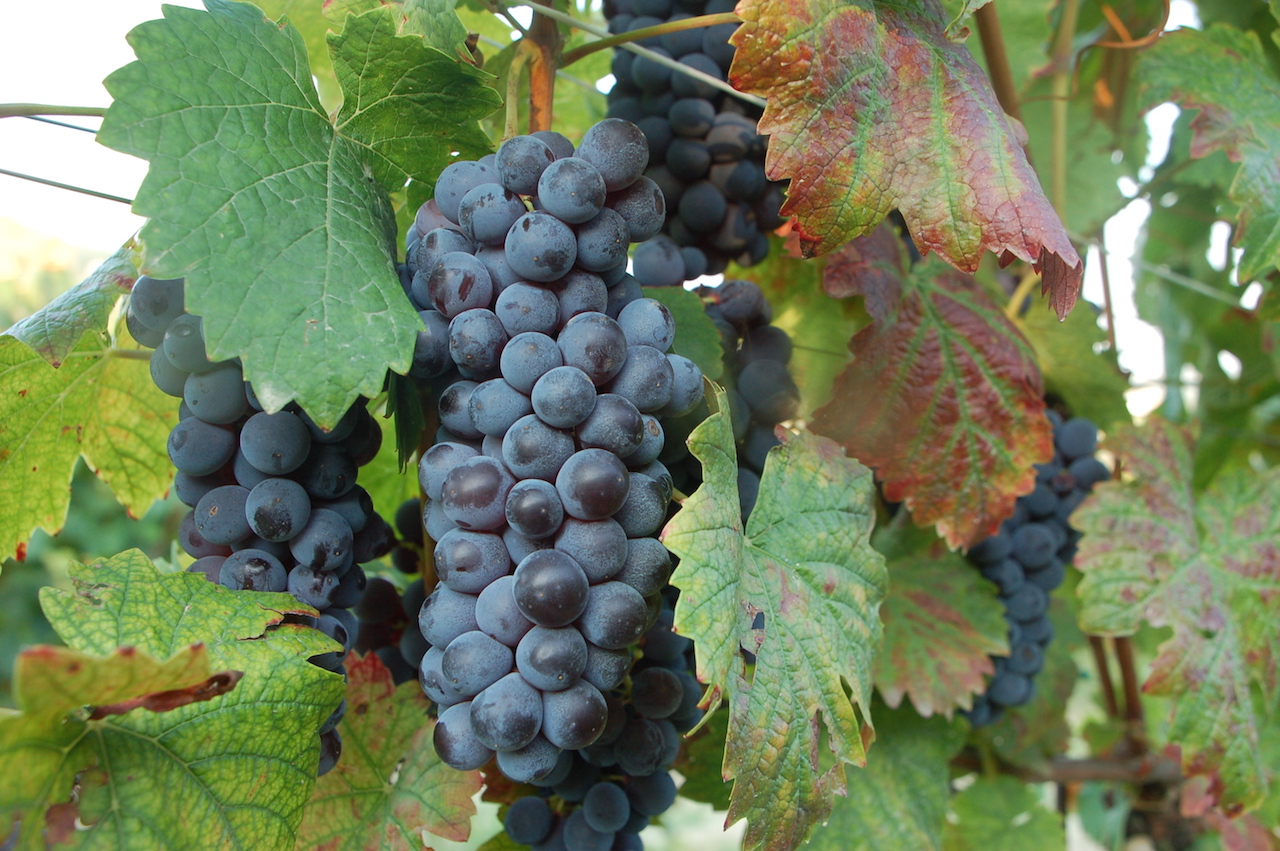 18. Brachetto grape