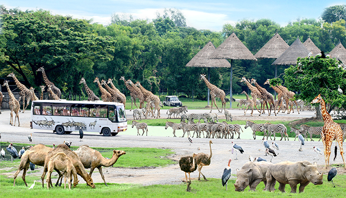 赛福瑞野生世界  – Safari World